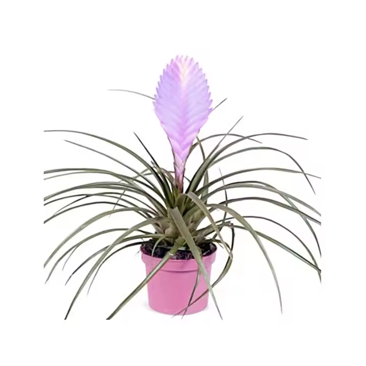 Planta natural Tillandsia Anita, espectacular Bromelia. Absorbe humedad del aire y es fácil de cuidar. Sus flores rosadas y azules decoran y purifican espacios, mientras que su bajo mantenimiento y tamaño compacto la hacen perfecta en interiores modernos - 1