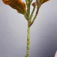 Planta Artificial De Tamaño Grande Codiaeum Falso 80-120cm Ficus Fiddle Hojas De Plantas Tropicales Para Decoración Del Hogar Material De Seda Origen China - details 11