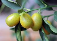 Planta de Frutal Naranjo Enano Kumquat. Frutos cascara comestible. Segura Garden. Kumquat en el jardín aporta belleza con sus frutos decorativos, requiere poco mantenimiento, y ofrece frutas comestibles ricas en vitamina C. - details 0