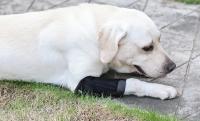 Manguito De Soporte Para Patas De Perro Protección Contra Artritis Y Recuperación De Lesiones Cubierta Protectora Para Articulaciones De La Pata Material De Poliéster - details 1