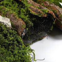 Bloques De Molusco Para Plantación De Hierba Falso De Madera Verde Para Decoración De Jardín DIY Estilo Bonsái - details 5