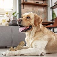 Juguetes Para Morder De Nylon Tejido En Red Para Perros Pequeños Y Medianos Anti-Rotura Suaves Para Aliviar La Ansiedad Y Aburrimiento - details 5
