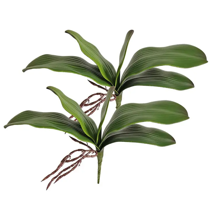 1Pcs Gran Tamaño Artificial Filo De Orquídea Falsa En Latex Toque Real 5 Pétalos Verde Para Jardín De Flores Simulación De Moth - 1
