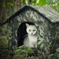 Carpa Para Gatos Rescatados Impermeable Y Cálida Para Uso Indoor Y Outdoor Ideal Para Perros Y Gatos Pequeños Y Medianos - details 5