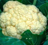 Plantel de Huerta Pack x 10 unidades | 5 Zanahoria + 5 Coliflor Skywalker | kit de huerto Organica plantines de huerta | arma tu propias ensaladas | lechuga | tu huerta en casa | calidad excelencia | huertas natural | citrus Flowers plants  vivero online - details 1