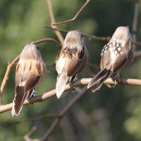 4pcs Simulación De Pájaros De Espuma Realistas Roble Para Jardín Decoración De Jardín Al Aire Libre Ornamentos De Hogar - details 2