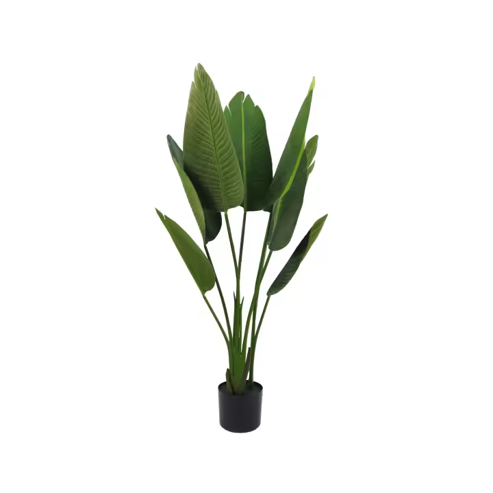 Planta Strelitzia 120 cm - 1