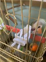 Soporte Para Alimentos Pequeño Para Pájaros Accesorio De Jaula De Pájaros Clip Para Frutas Vegetales Y Hueso De Cuttlefish Para Periquitos Y Otros Pequeños Animales - details 8
