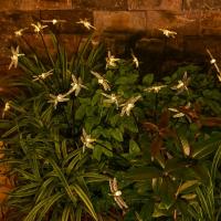 Luces Solares De Libélula Para Jardín 6LED Impermeables Con Palito Para Decoración De Camino Patio Exterior Arte Deco - details 1