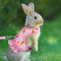 Juego De Correa Para Conejo Universal Con Estampado De Radish En El Pecho Y Cuerda De Tracción Al Aire Libre Accesorios Para Mascotas - details 3