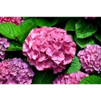 Planta natural Hortensia. Hydrangea. Elegir color de flor.  Segura Garden. La hydrangea brinda belleza floral, adaptabilidad a diversos climas y colores vibrantes. Mejora la estética del jardín con bajo mantenimiento. - details 0