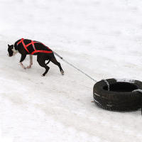 Harnés De Remolque Para Perros De Gran Tamaño Harnés De Pesas Para Correr En Bicicleta Skijoring Scootering X Back Reflectante Y Padded Para Husky Y Otros Cachorros De Medio Grande - details 11