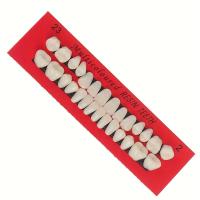 Modelo De Dientes Permanentes Para Entrenamiento Dental 28pcs Propiedades De Resina Para Profesionales De La Odontología Y Estudiantes - details 3