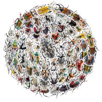 50PCS Pegatinas De Enciclopedia De Bugues Para La Enseñanza De Los Insectos Decoración De Plástico PET Para DIY Y Material De Libro - details 0