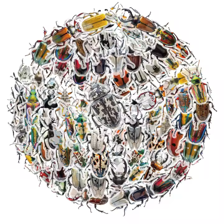 50PCS Pegatinas De Enciclopedia De Bugues Para La Enseñanza De Los Insectos Decoración De Plástico PET Para DIY Y Material De Libro - 1