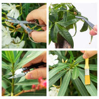 Juego De Herramientas De Jardinería 12PCS Para Plantas Miniatura Fairy Transplantación De Suculentas Y Bonsái Herramientas Manuales De Jardinería - details 6