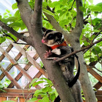 Correa Para Pequeños Mascotas 4Pcs Cuerda Antideslizante Para Hamster Ardilla Anti Mordedura Resistente Al Viento Correa Especial Antipérdida Para Sugar Glider - details 7