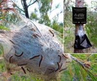 Trampa para Oruga procesionaria del Pino, con Gran Capacidad de Captura de Larvas. Válido hasta Troncos de 130 cm de perímetro. Método de control de la oruga procesionaria, sin pesticidas. - details 3