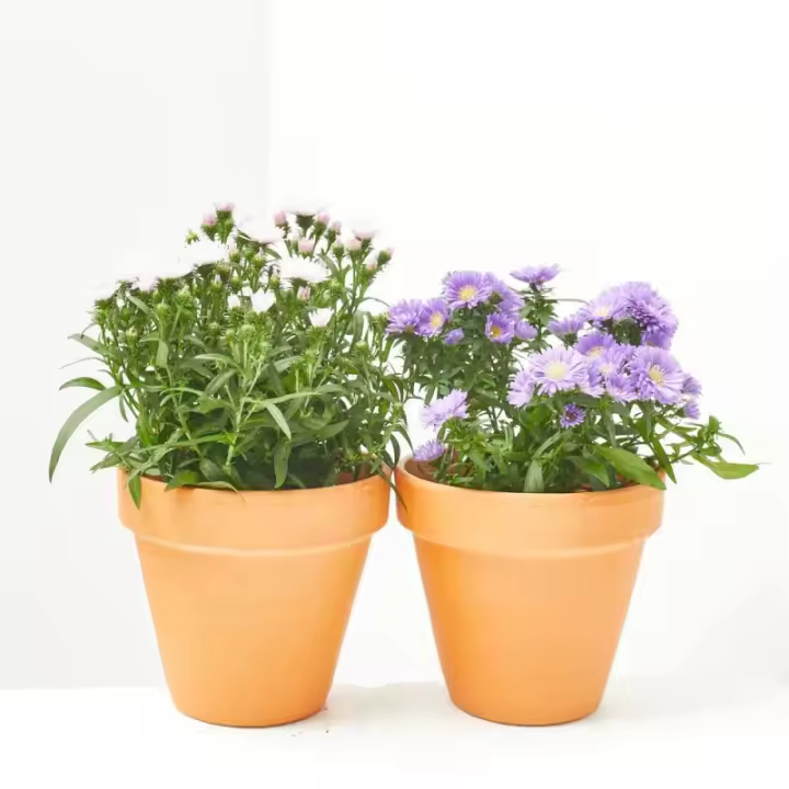 Verdecora Margarita Aster - Planta Natural de Exterior con Cuidado Fácil y Variedad de Colores - 1