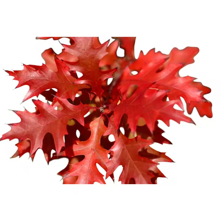 Planta natural arbol Quercus Rubra. Roble Americano. Sombra rápida, belleza otoñal con colores rojos intensos, madera de alta calidad, biodiversidad para fauna y mejora del suelo, siendo resistente y adaptable a diferentes climas. Segura Garden - 1