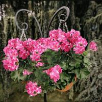 Plantas Artificiales Silken Begonia Para Bodas Decoración De Hogar Y Navidad Regalo DIY De Flores Silken En Vaso Para Ventanas Y Paredes - details 17