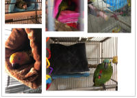 Caja De Encaje Para Pájaros En Invierno Con Hamaca De Peluche Acolchada Hogar Para Descanso Y Nidificación Accesorios Para Pájaros - details 0
