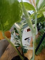 Monstera Albo Variegada, Blanca y verde- Exotica y Tropical - Planta de Interior y Exterior - Decorativa Moderna - Planta de Moda- Coleccionista de Plantas - Vivero - envios premium - details 1
