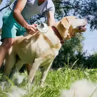 Cepillo De Aseo Para Mascotas Cepillo De Pelaje Para Perros Y Gatos Herramienta De Gabinete Para Animales Origin China Acero Inoxidable - details 5