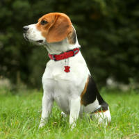 Collar De Cuero Para Perros Ajustable Y Padded Para Pequeños Medianos Y Grandes Incluye Accesorios Para Pug Bulldog Francés - details 14