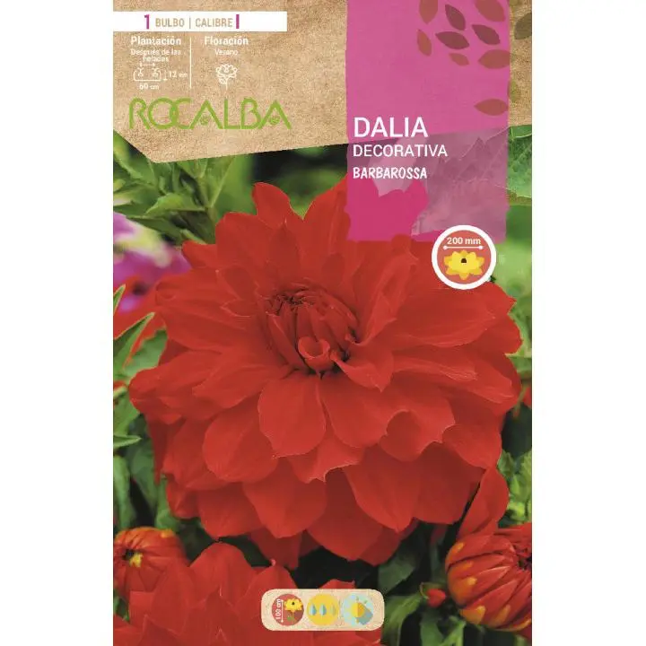 Bulbo Dalia decorativa Rojo terciopelo 1 unidad Rocalba - 1