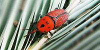 Tratamiento Palmera contra Picudo Rojo Palmeras Ynject GO  - INCLUYE CONECTOR - Sistema de Inyección para Palmeras que junto al insecticida eliminar Picudo Rojo (sin insecticida)  Endoterapia Palmeras 100% eficaz - Fertinyect - details 3