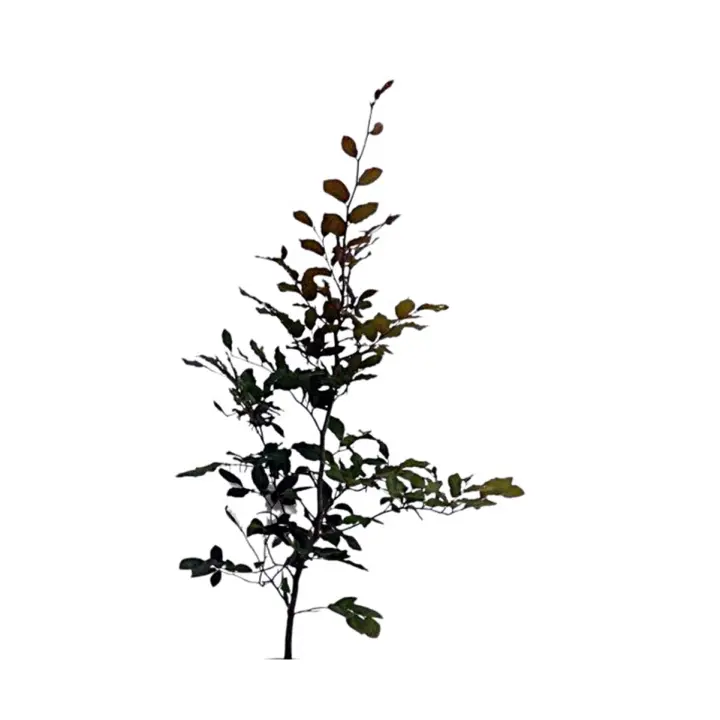Planta natural arbol Fagus sylvatica, Haya común. Elegir medida. Ofrece sombra densa, hermosos colores otoñales, resistencia a diversas condiciones climáticas, y mejora la biodiversidad al atraer aves e insectos beneficiosos. - 1