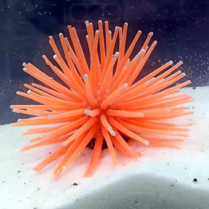 Decoración artificial para Acuario, anémona de Mar de silicona, Adorno para Pecera, tamaño pequeño (Naranja) - 1