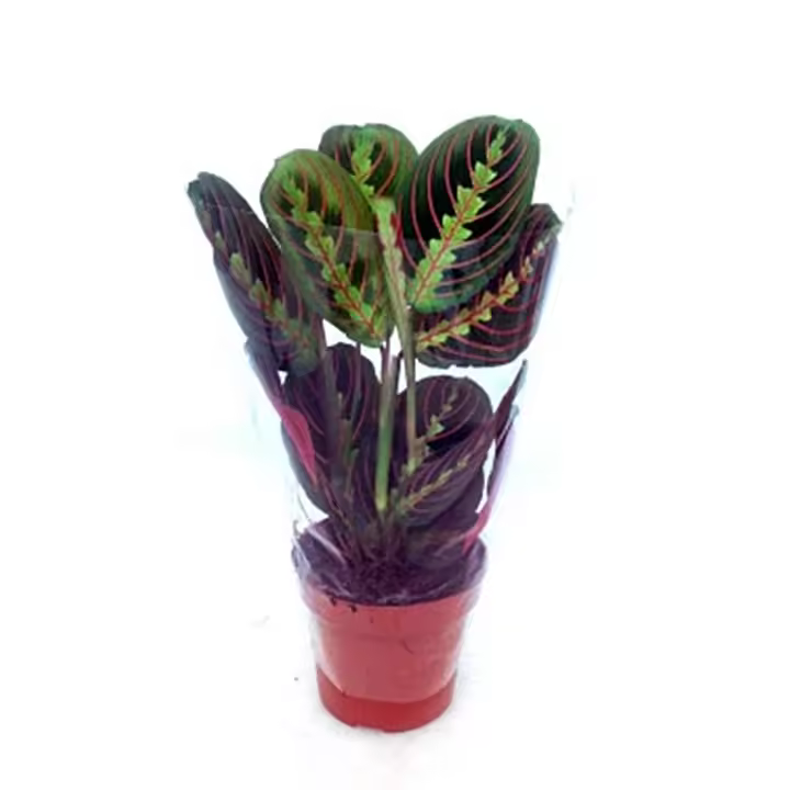 1 Planta natural calathea variadas. Elegir variedad. Segura Garden. Planta de interior hermosa y fácil de cuidar. Sus vibrantes hojas añaden color y frescura al hogar, mientras purifica el aire, ¡un ambiente saludable con una Calathea! 🌿 - 1