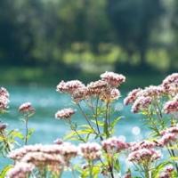 Deskansa Naturkea: Relajante Natural para Dormir Mejor y Combatir el Estrés - Melatonina, Valeriana, Triptófano, Vitamina B6 - details 3