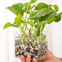 Jarrón De Plástico Transparente Y Minimalista Moderno En Forma De Cuadrado Para Decoración Del Hogar Y Estudio Contenedor De Plantas Hidroponicas - details 10