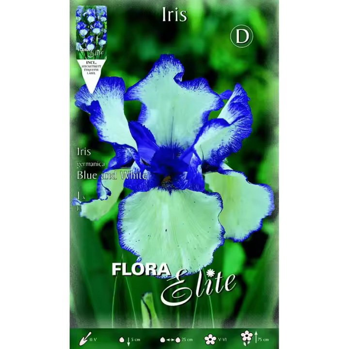 Bulbo Iris Germánica azul blanco 1 ud - 1