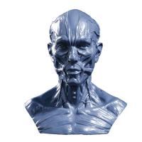 Modelo Humano De Anatomía Para Enseñanza Médica Arte De Dibujo Colección Expositora Cabeza De Cráneo Muscular Y Osseo 10cm - details 3