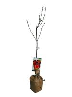 Planta Árbol Frutal en maceta. manzano, melocotonero, cerezo, peral, ciruelo, higuera, albaricoque.  SEGURA GARDEN.  Ofrecen frutas frescas, sombra beneficiosa, promueven biodiversidad, mejoran el suelo y contribuyen a un entorno sostenible. - details 0