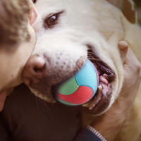 Juguetes Para Perros Masticables Y Limpieza De Dientes Bola Bouncy Resistente Mordida Para Pequeños Medianos Y Grandes Canes Juguetes De Entrenamiento - details 1