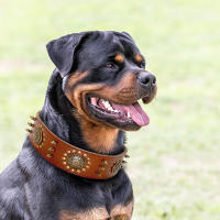 Correa Grande De Cuero Genuino Para Perros Medianos Y Grandes Con Espinas Y Aros Resistente Y Duradera Color Marrón - details 7