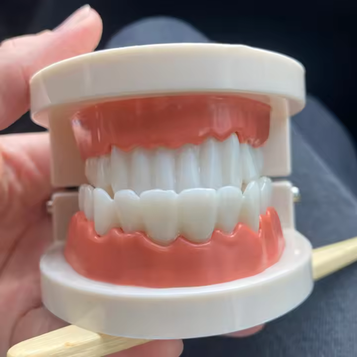 Modelo Dental Estándar De Dientes Humanos Para Enseñanza Y Estudio Práctica De Limpieza Perfecto Para Niños Montessori - 1