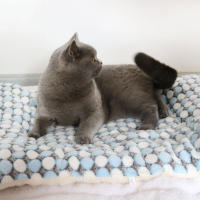 Manta Para Perros Y Gatos Invierno Cama De Mascota Gruesa Estilo Otoño E Invierno Alfombra Para Cages De Mascotas Material De Peluche De Coral Lavable Mecánicamente - details 4