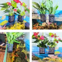 Soporte Para Plantas De Acuario En Plástico Negro Con Gancho Colgante Decoración De Aquascape Con Vaso De Plantación En Agua - details 6