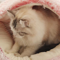 Nueva Cama De Gato Y Perro Caliente Redonda De Peluche Larga Casa De Gato Para Gatitos Almohadilla De Manta Para Mascotas Pequeñas Chihuahua - details 7