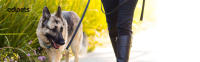 Correa de adiestramiento para perros edipets - details 0