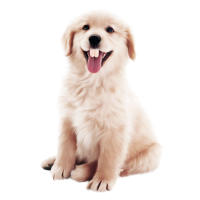 Dientes Falsos Para Perro Divertidos Disfraz De Dentadura Dental Para Decoración De Mascotas Halloween Cosplay Humanos Y Vampiros Juguetes De Interacción - details 24