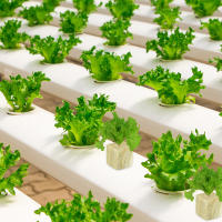 36/50Pcs Iniciadores De Plagas De Esponja Y Poliestireno Para Cultivo En Casa Jardín Herramientas De Suministros De Invernadero Cubos De Medio De Cultivo Hidroponía - details 3