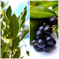 Planta natural arbol Laurus Nobilis. Laurel. Elegir medida. Aporta hojas aromáticas para cocinar, es resistente y de bajo mantenimiento. Actúa como repelente natural de plagas, soporta bien la poda y su follaje perenne brinda verdor todo el año. - details 0