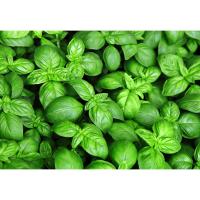 Semillas de Albahaca Gourmet - Semillas Profesionales para Conseguir la mejor Albahaca - 4 gr - Rocalba Semillas - details 0